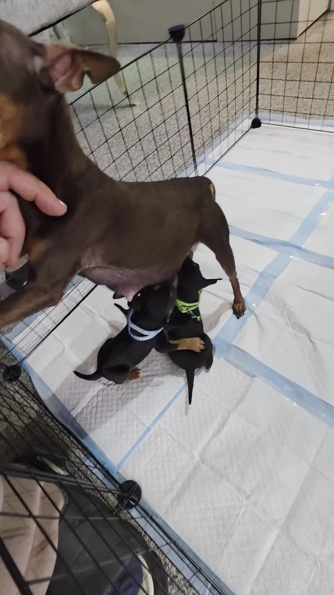 Miniature Pinscher dogs for sale: Beautiful Miniature Pinscher Puppies  - Video 1