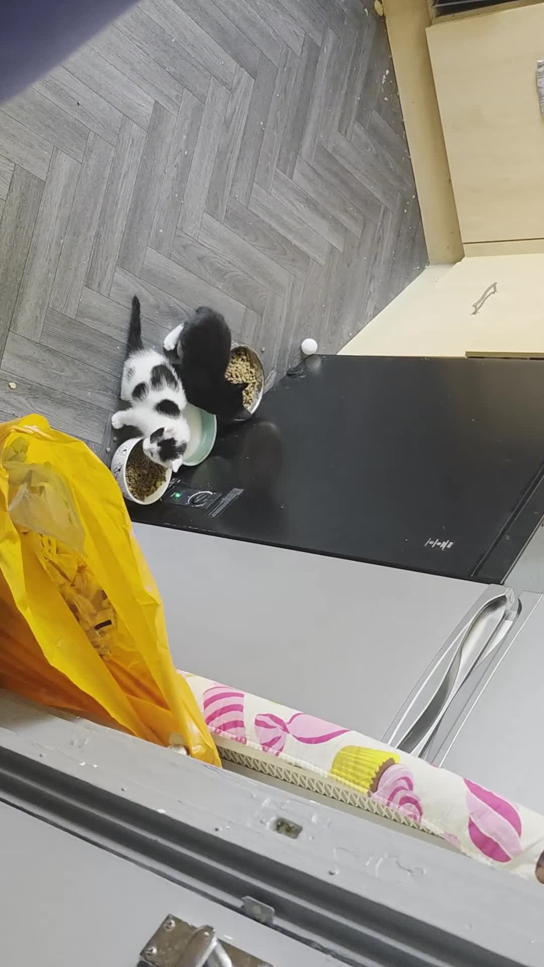 Mixed Breed cats for sale: 2 Healthy 9‑Week‑Old Kittens - Video 2