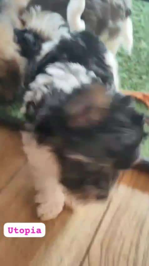 Biewer Terrier dogs for sale: ✨ Stunning Biewer & Merle Yorkies – Ready 09 Apr ✨ - Video 2