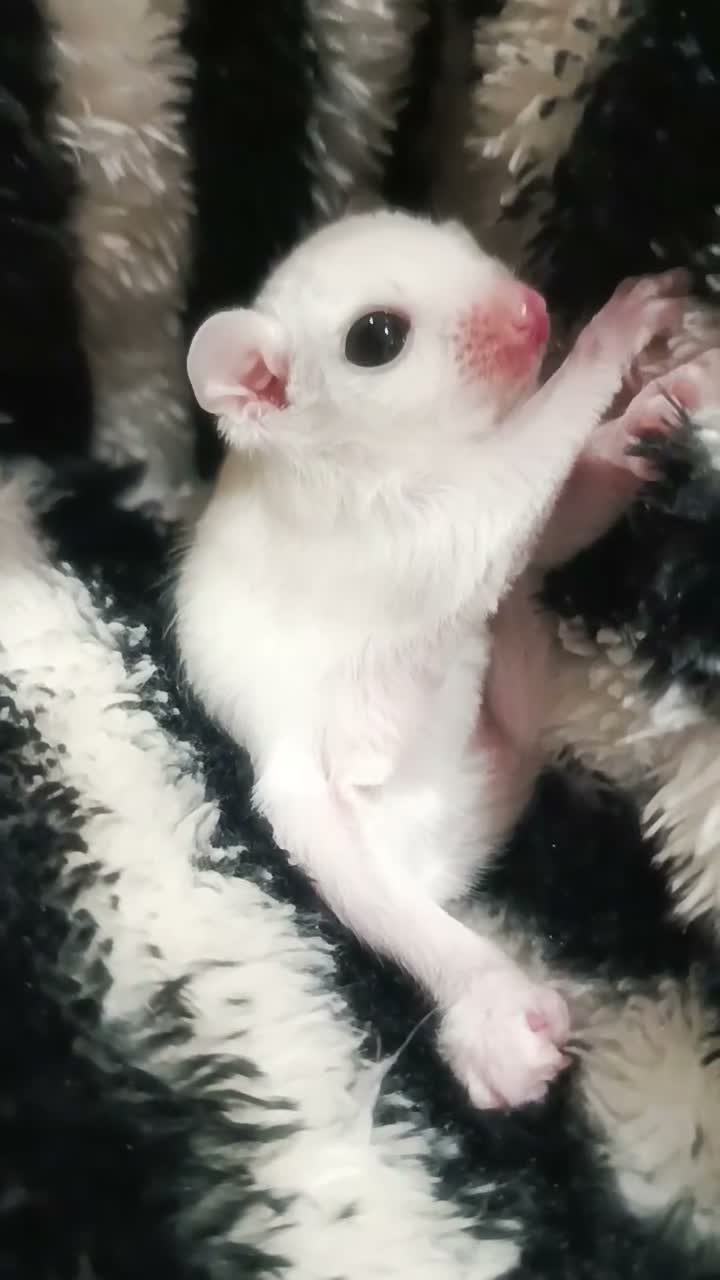 Sugar Glider rodents for sale: 💕Beautiful Leucistic Sugar Glider Baby Girl 💖 - Video 1