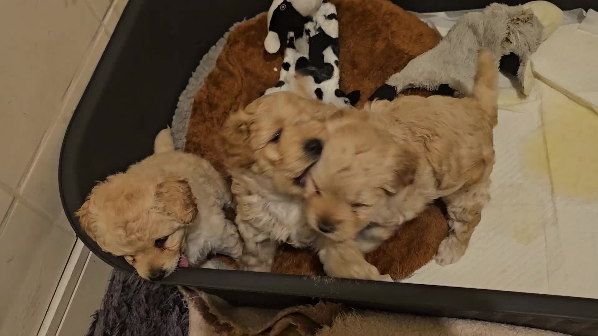 Cockapoo dogs for sale: Ready ! 2 sweet girls and 1 lovly boy - Video 1