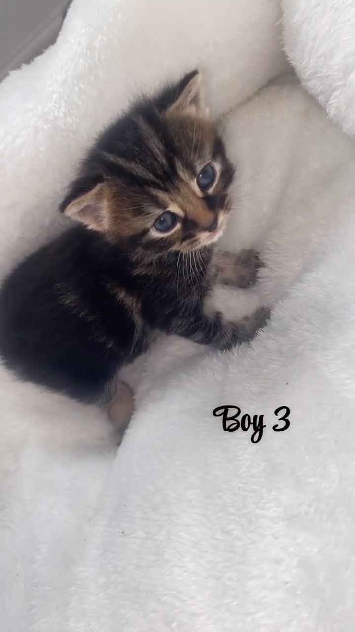 British Shorthair cats for sale: Beautiful kittens  - Video 2