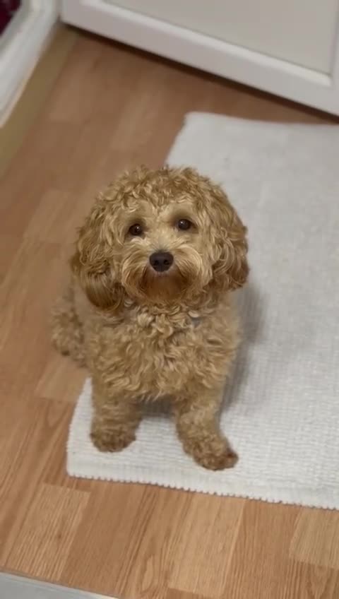 Maltipoo dogs for stud: 🐶✨  Gorgeous Maltipoo Boy “Milo” ✨🐾 - Video 1