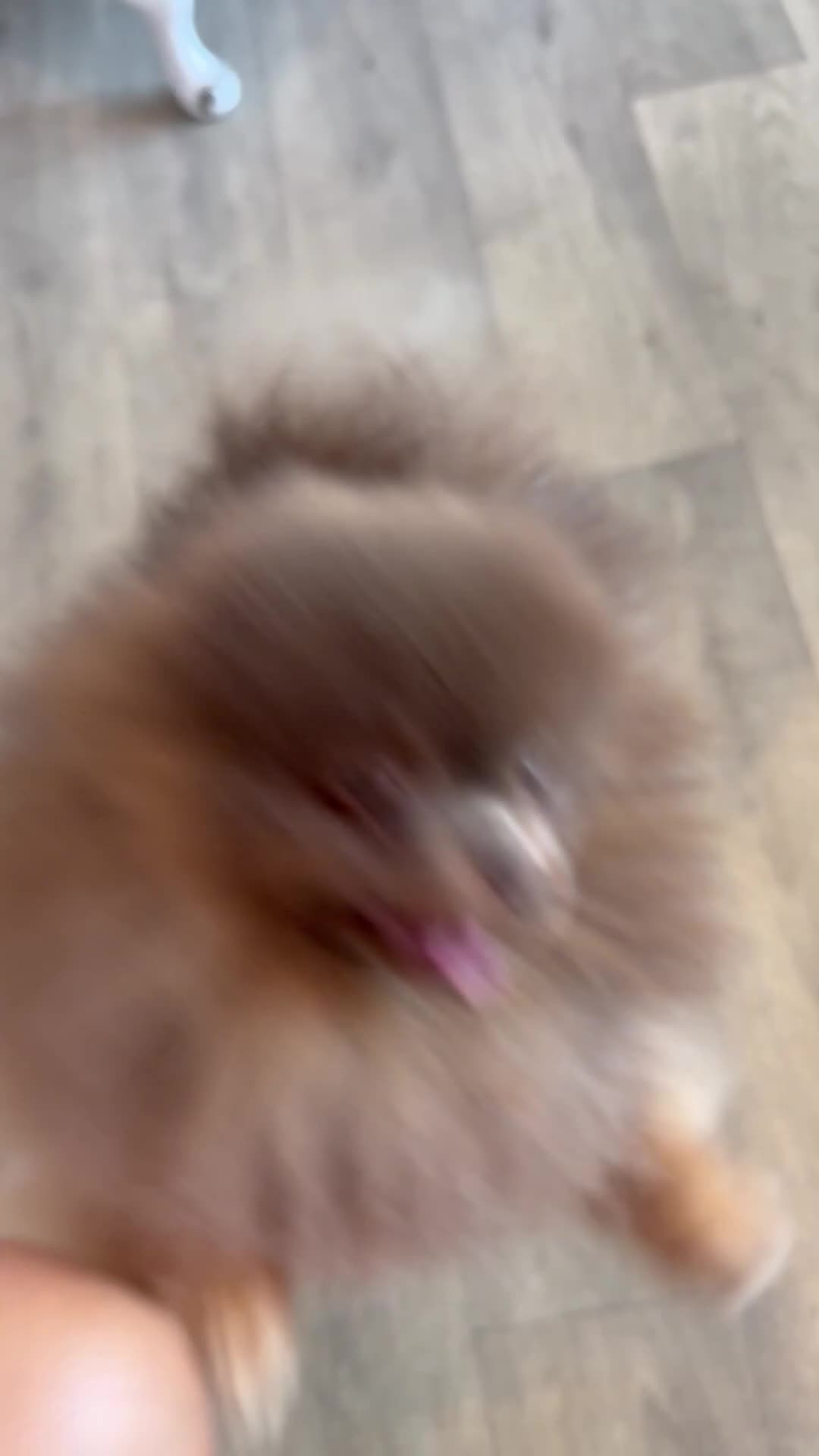 Pomeranian dogs for stud: TINY KC Reg Lilac & Tan Stud  - Video 1