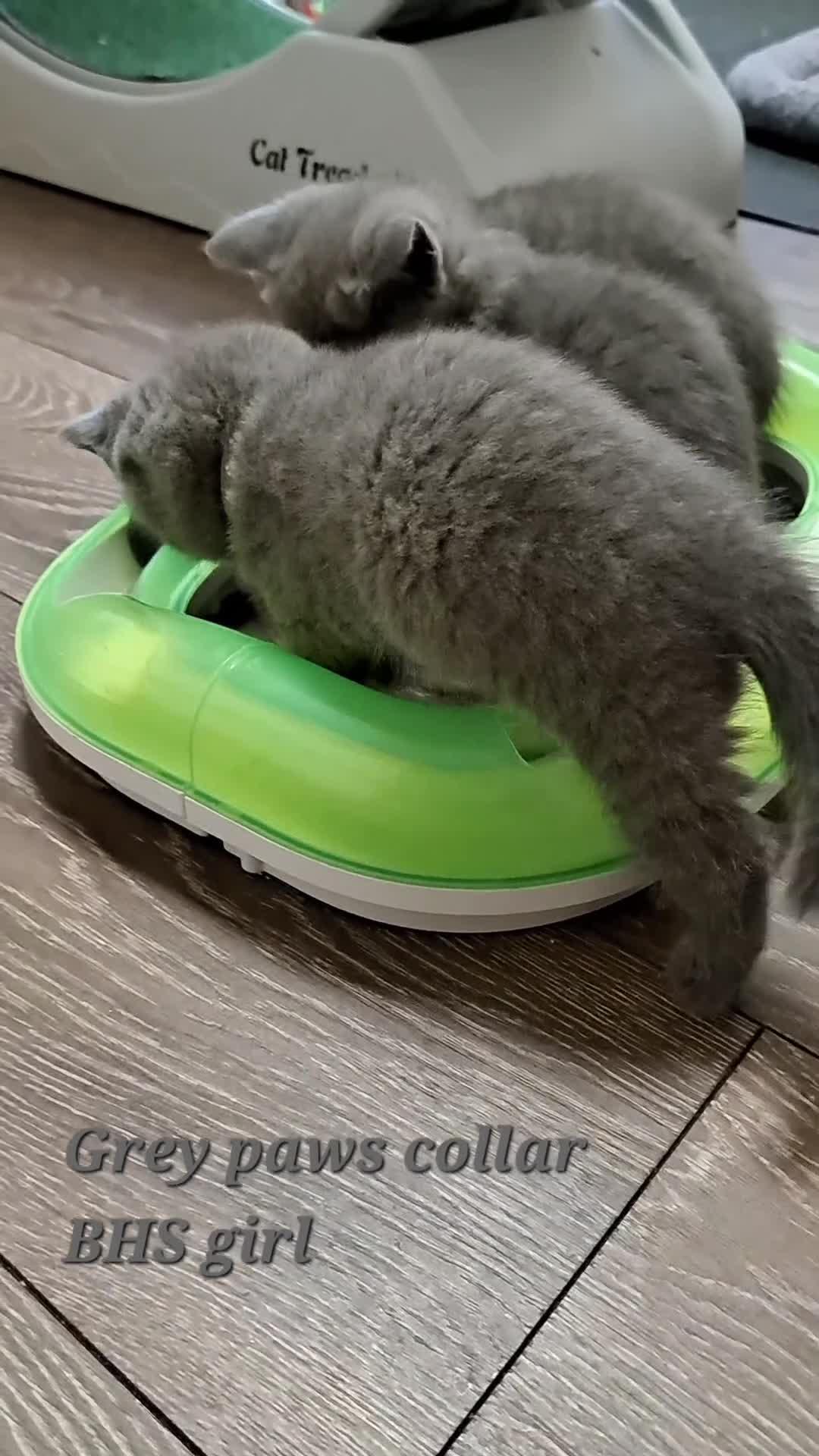 British Shorthair cats for sale: BSH + SFS KITTENS ARE READY TO GO NOW - Video 1