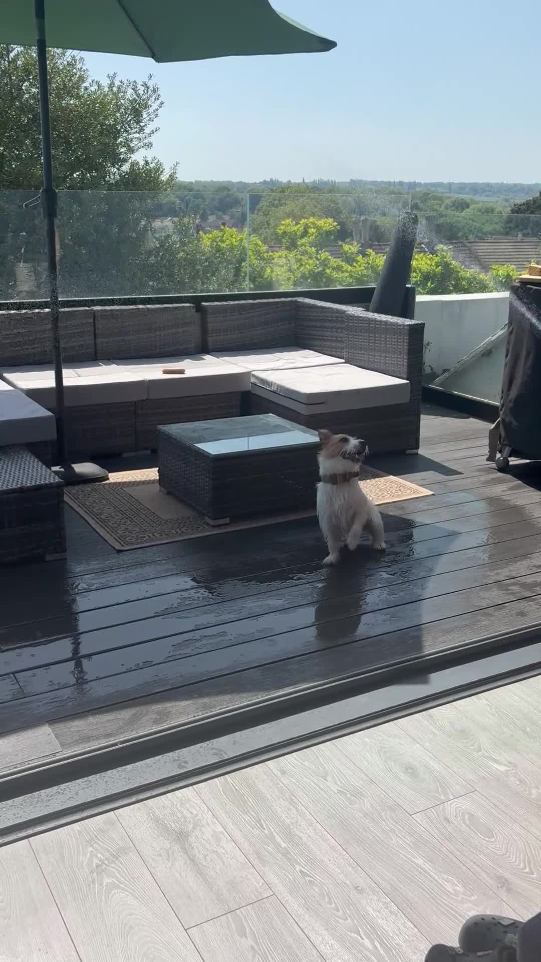 Jack Russell dogs for sale: Benji in Maidstone - Video 1