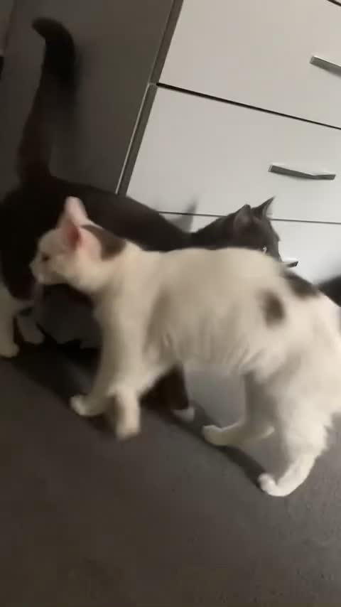 Mixed Breed cats for sale: 2 beautiful female cats bonded must stay together  - Video 1