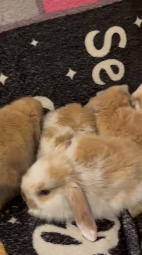 Mini Lop rabbits for sale: Stunning mini lops for sale  - Video 1