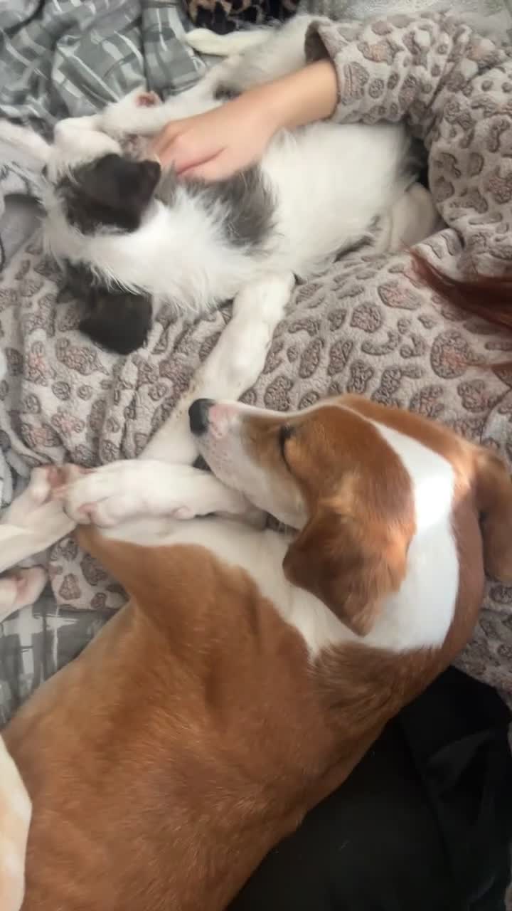 Saluki dogs for sale: Maisie in Havant - Video 1