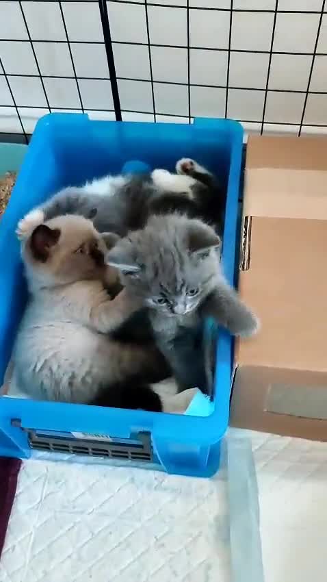 British Shorthair cats for sale: British Shorthair Kittens - Video 1
