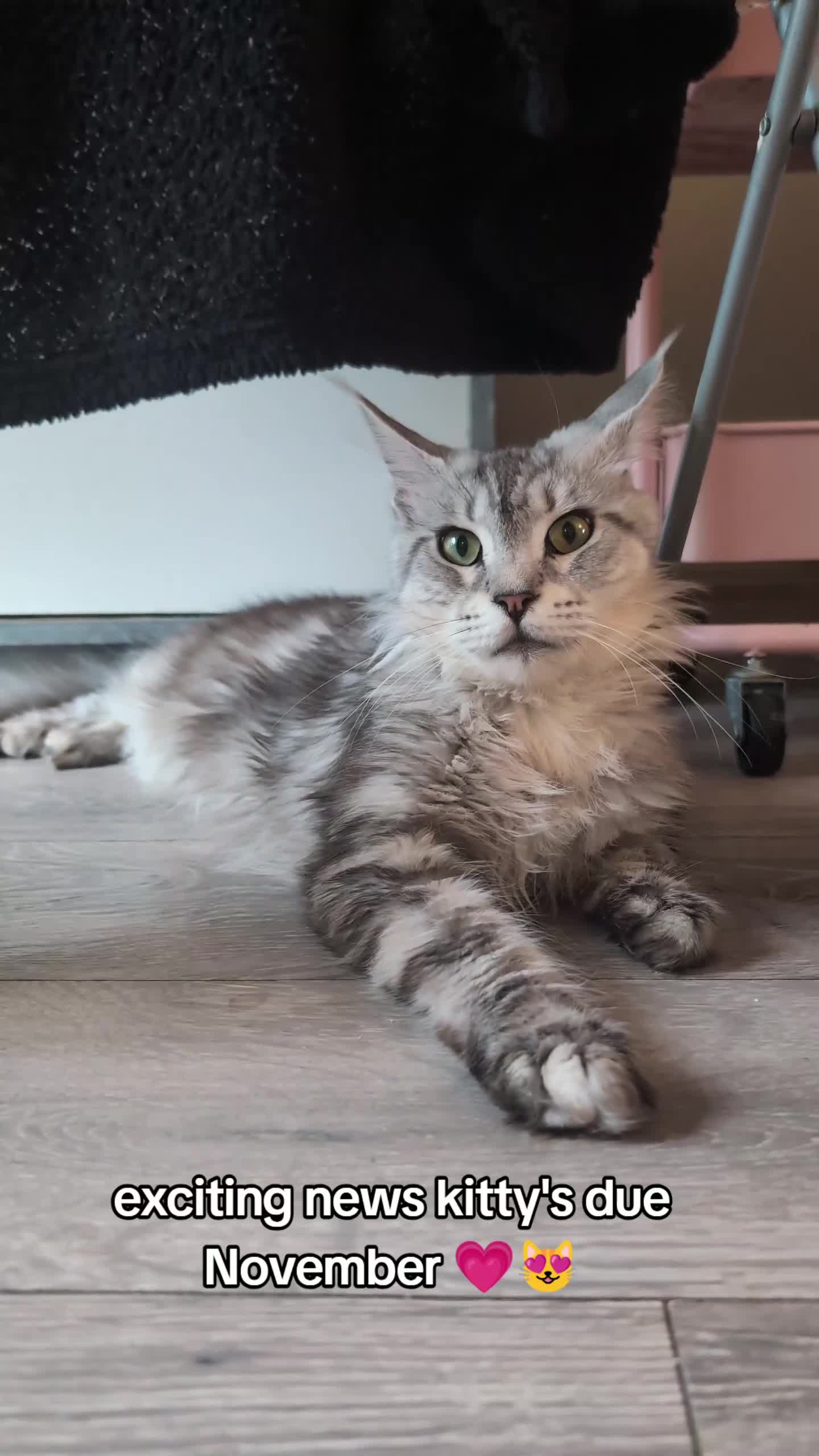 Maine Coon cats for sale: Full Mainecoon kittens - Video 1