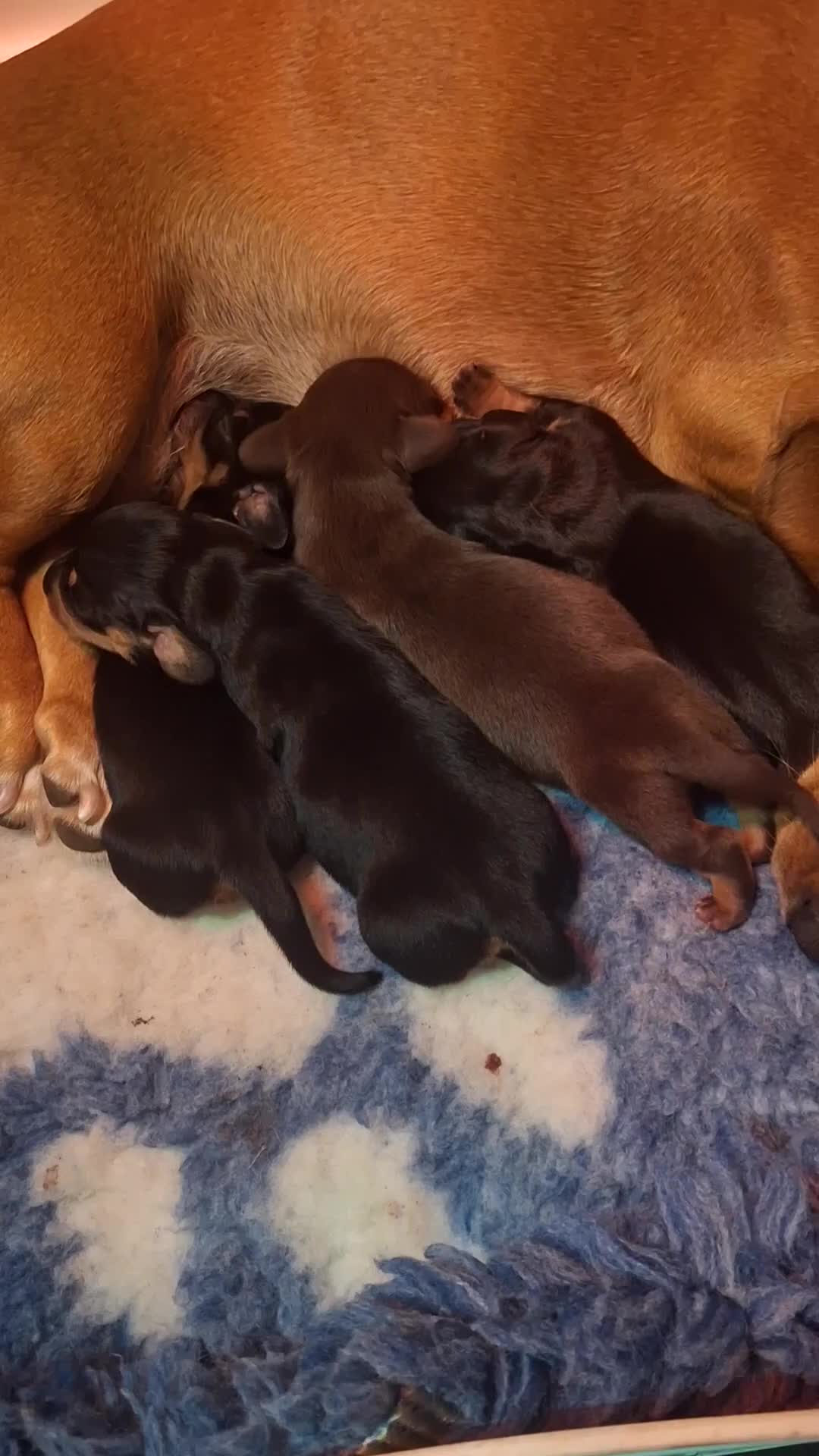 Dachshund dogs for sale: 4 exceptional smooth haired  dachshund mini pups  - Video 1