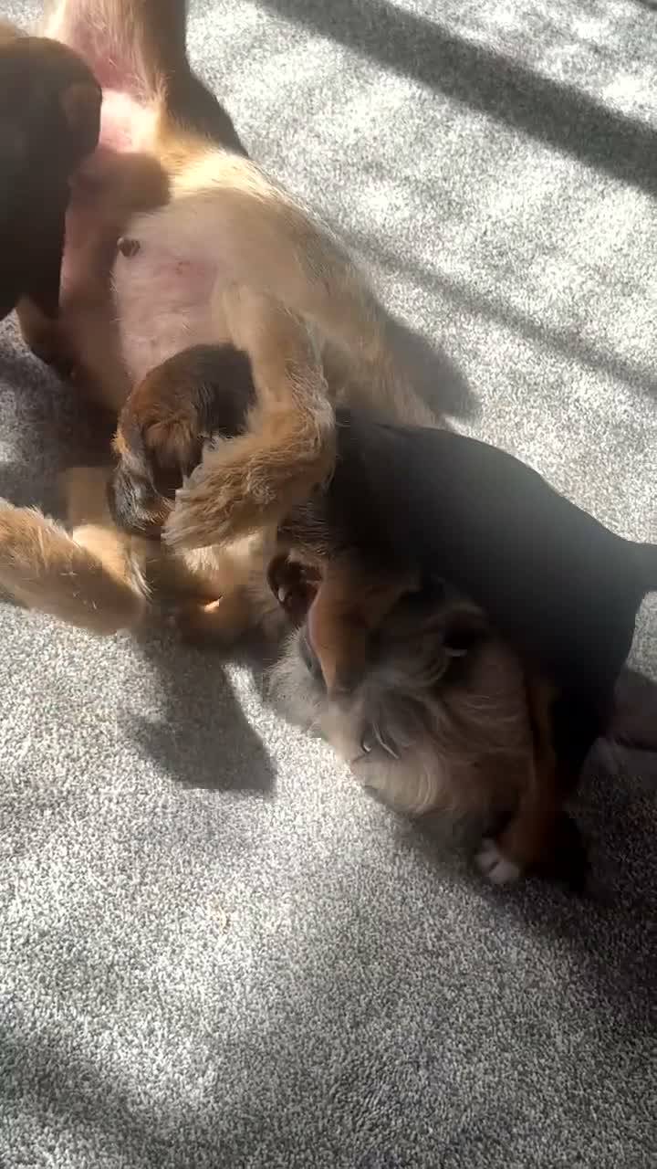 Mixed Breed dogs for sale: Border terrier cross male puppies. - Video 1