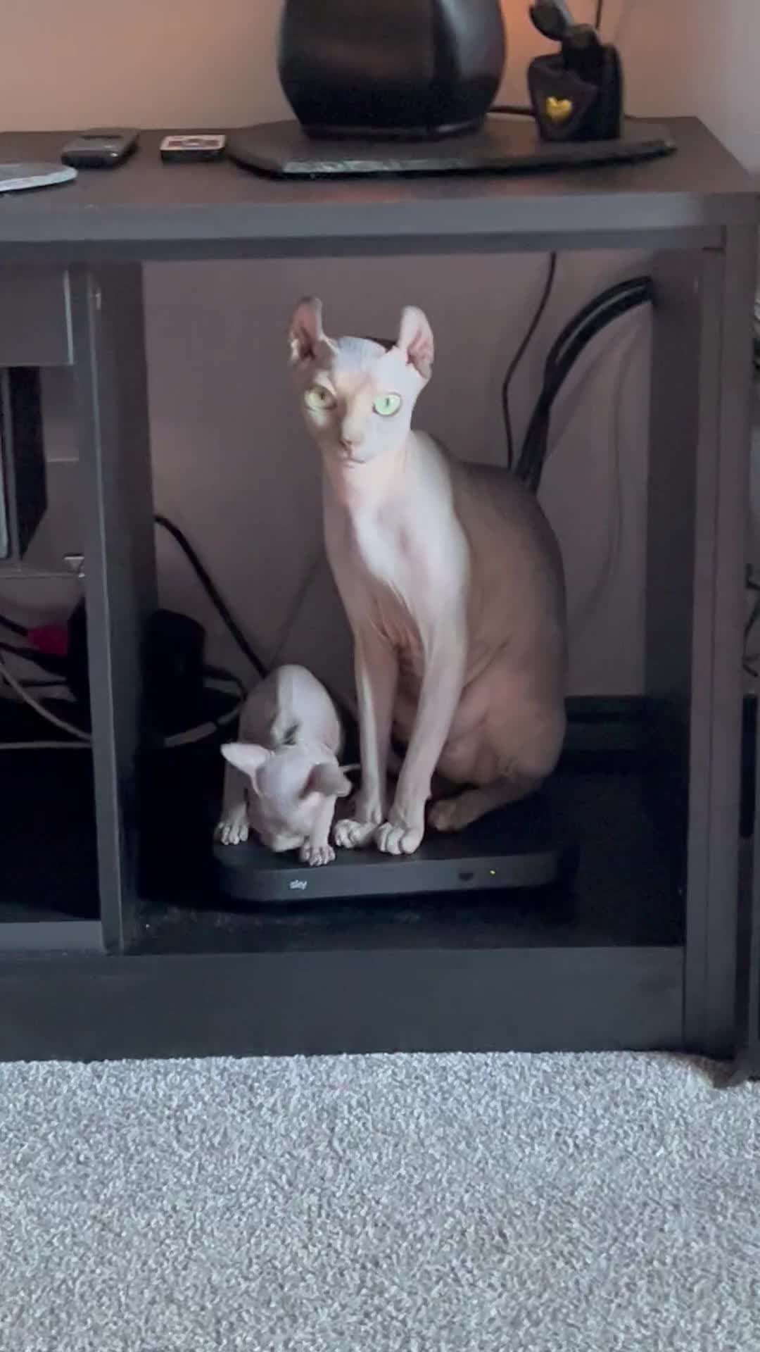 Sphynx cats for sale: LAST 2 tortie elf girls left  - Video 1