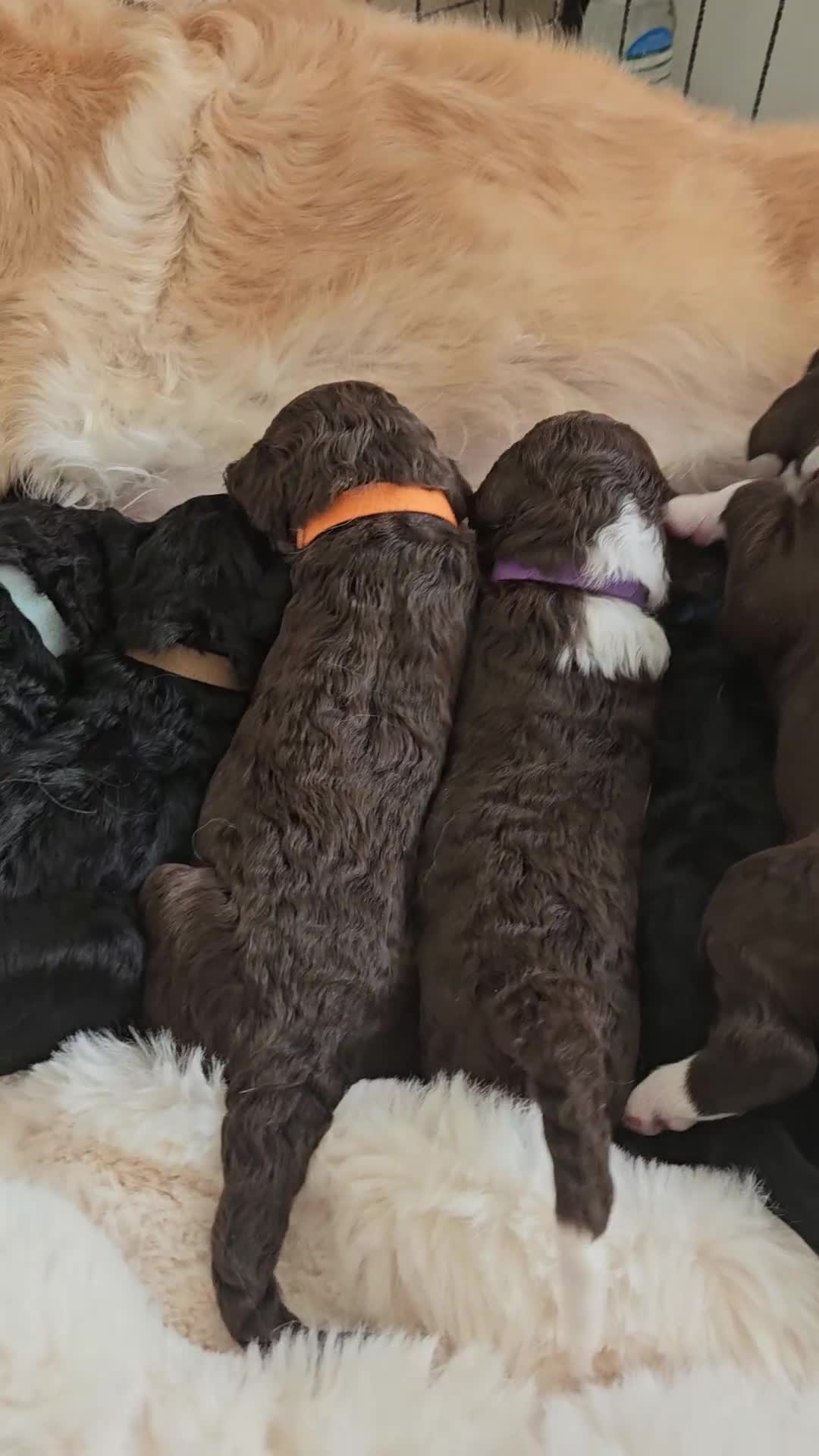 Goldendoodle dogs for sale: Gorgeous Healthy Goldendoodle Puppies - Video 1