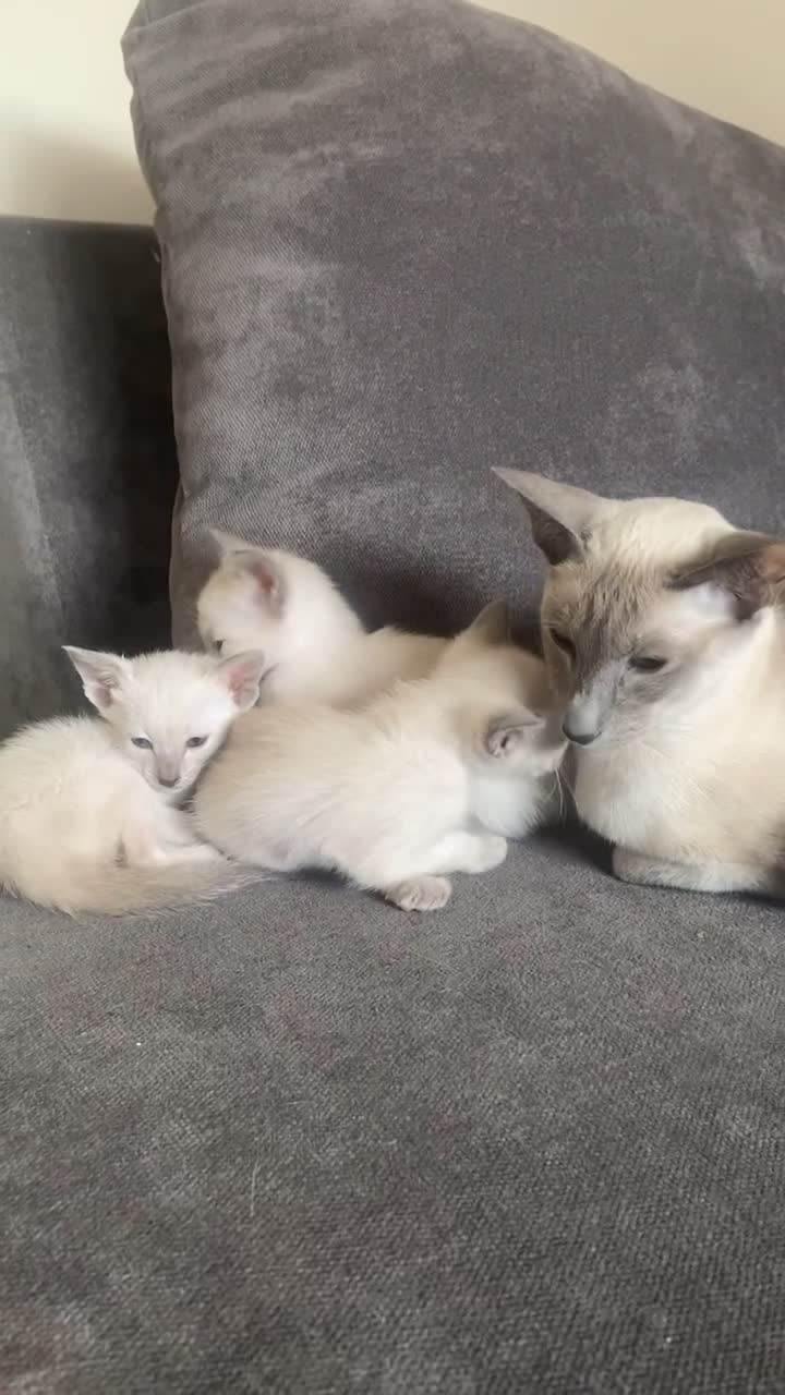 Siamese cats for sale: Siamese blue points  - Video 1