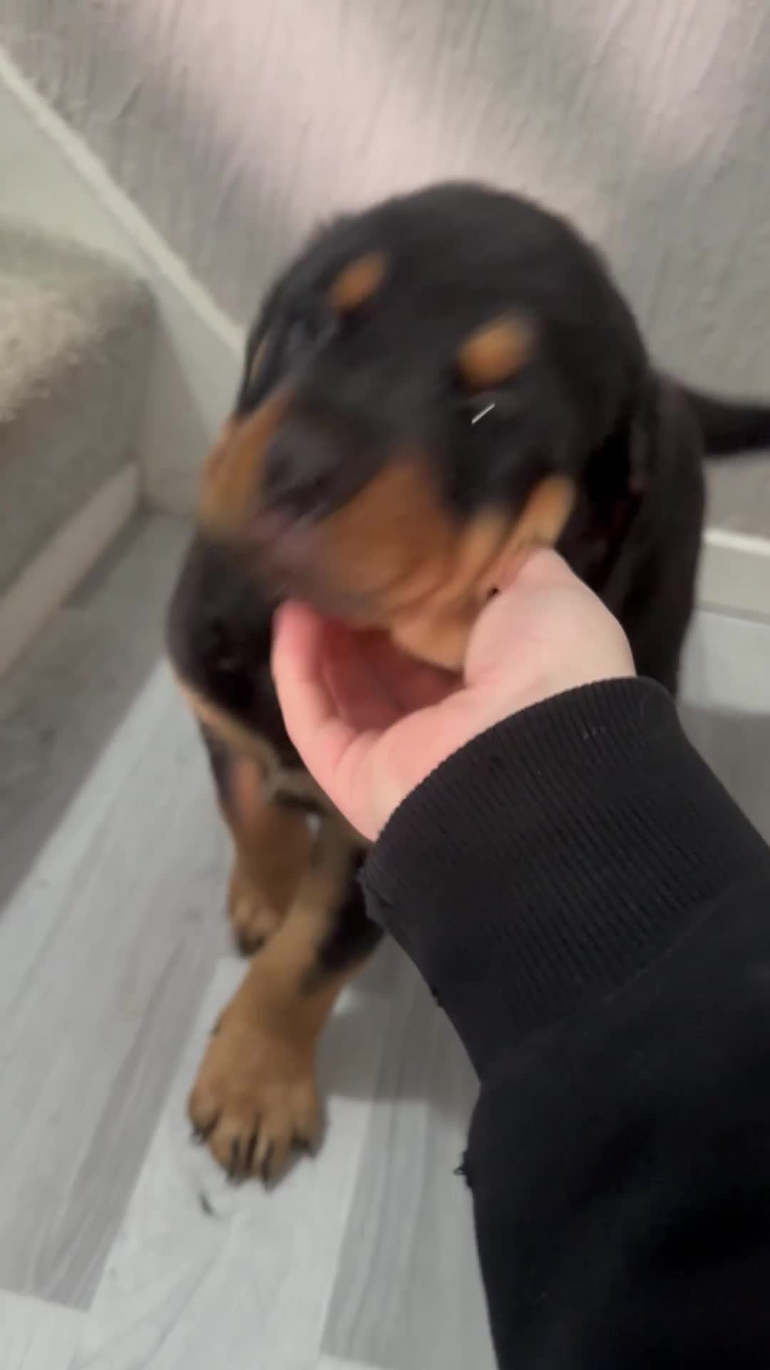 Rottweiler dogs for sale: 3 Beautiful Rottweiler Puppies - RESERVATION - Video 1