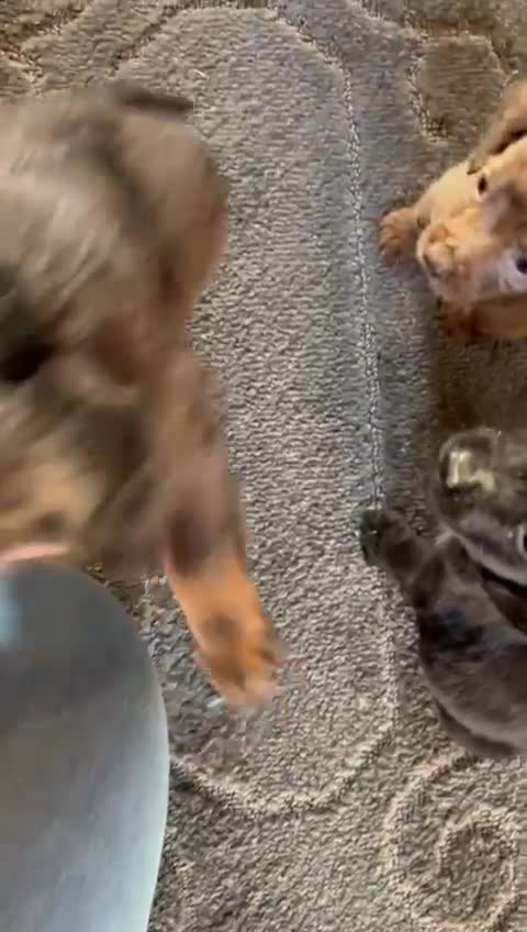 Cocker Spaniel dogs for sale: Beautiful Cockers  in Edinburgh - Video 3