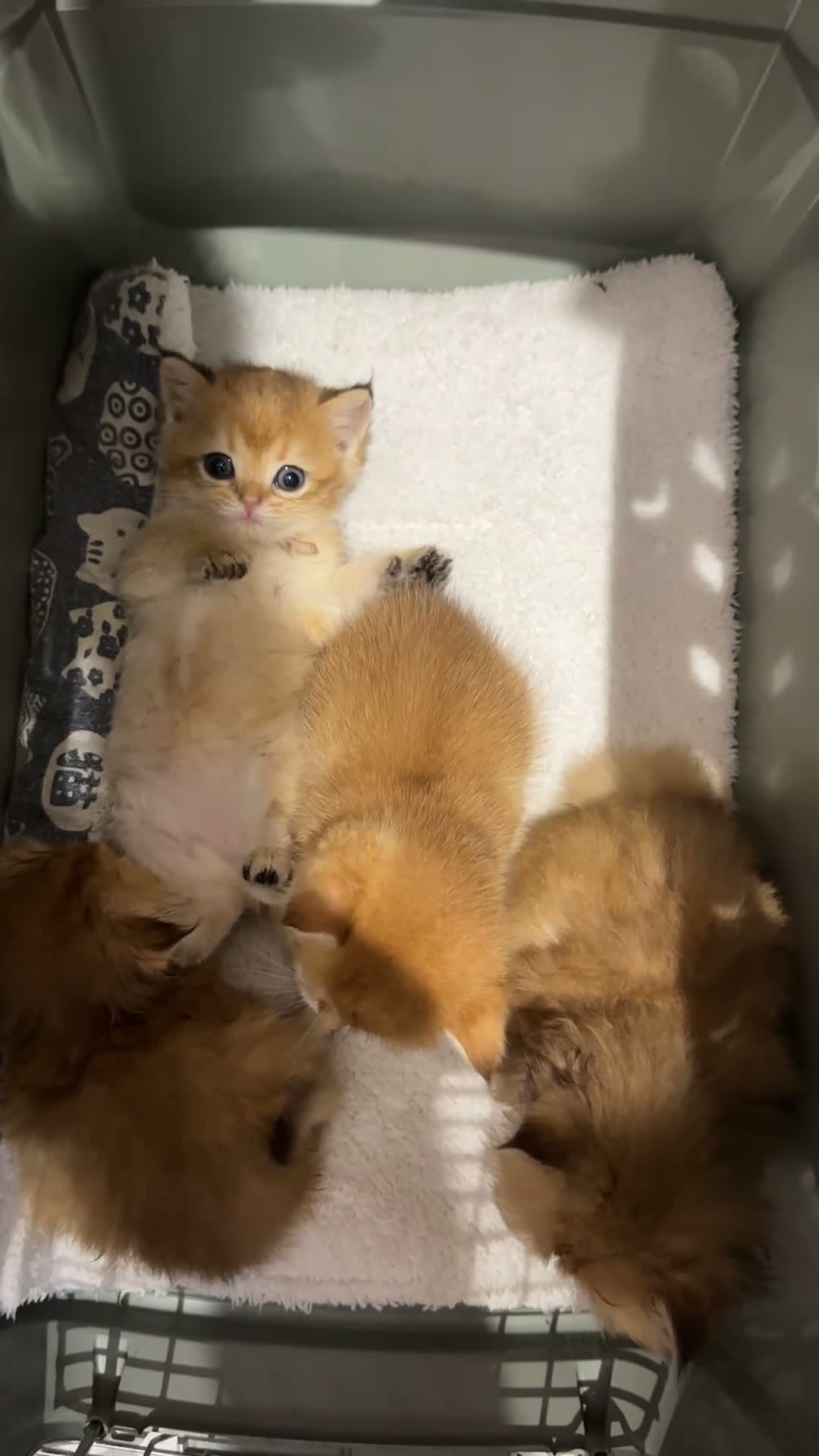 British Shorthair cats for sale: Vlastar Lux BSHs & BLHs Black Golden Chinchilla's - Video 1