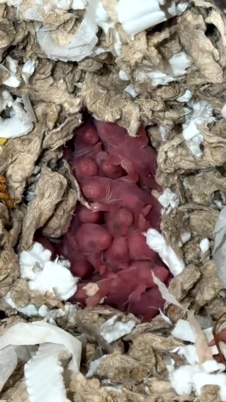 Hamster rodents for sale: Syrian hamsters babies in Clacton-on-Sea - Video 1