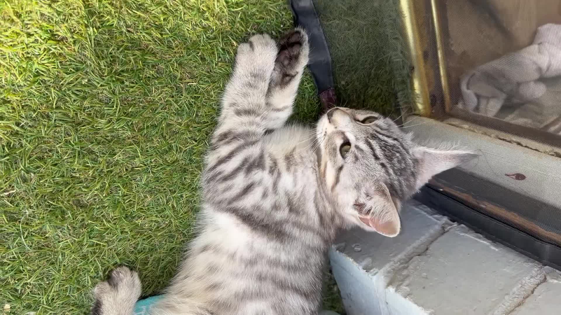 Savannah cats for sale: F4 Silver Savannah - Video 2
