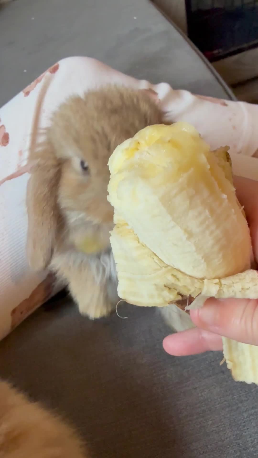 Mini Lop rabbits for sale: Gorgeous Mini Lops  - Video 4