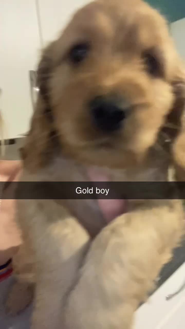 Cockapoo dogs for sale: 8 cockapoo puppys - Video 1