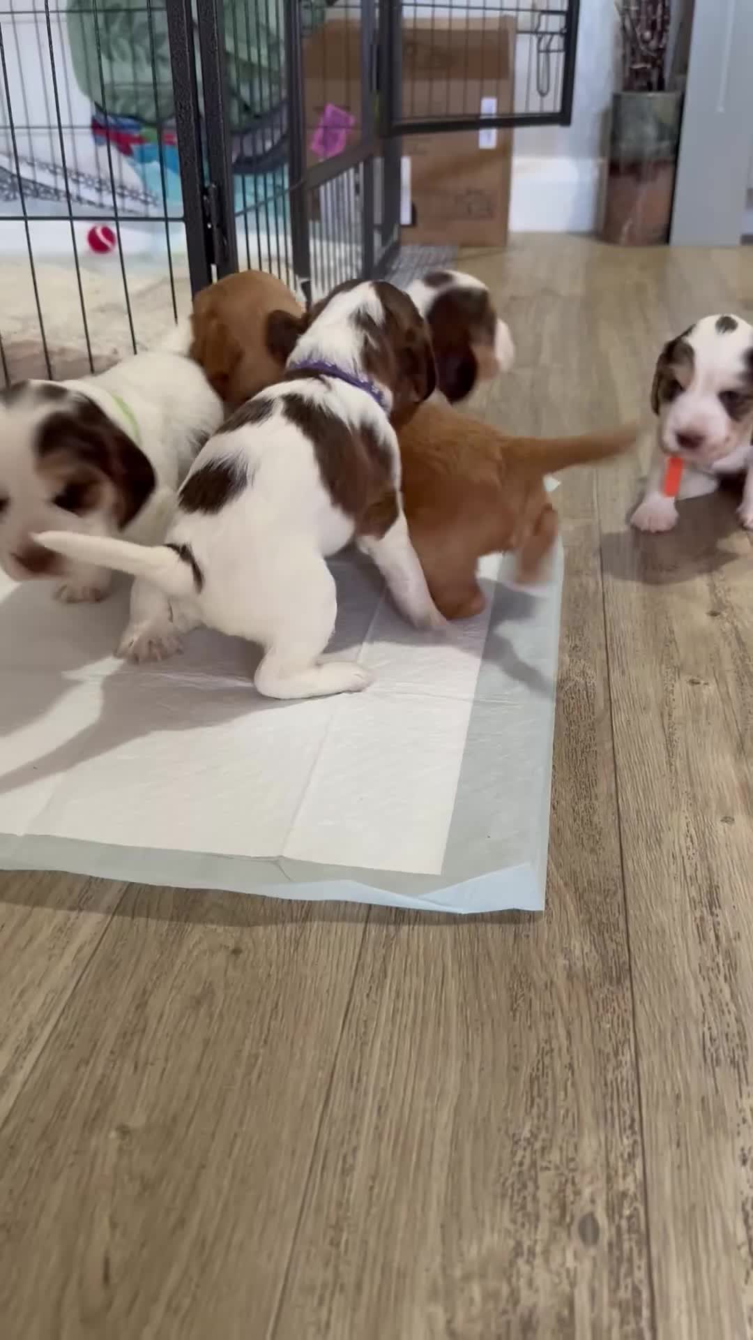 Cocker Spaniel dogs for sale: Fantastic Show / Working Cocker Spaniels - Video 1