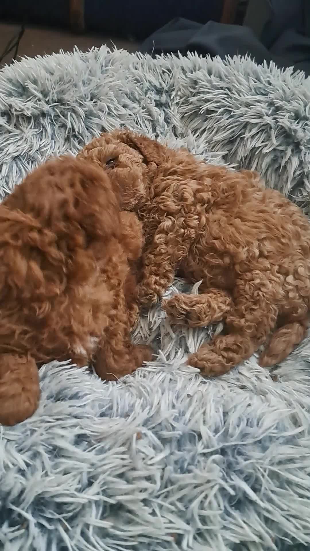 Toy Poodle dogs for sale: beautiful red girl kc reg 1600 - Video 1