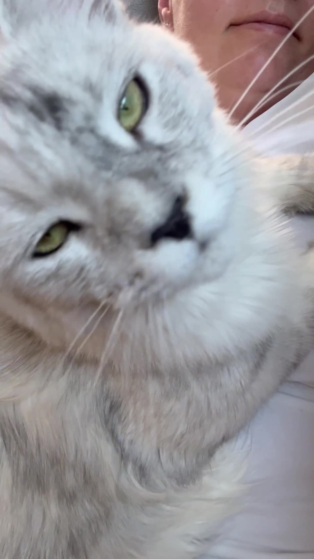Maine Coon cats for sale: TICA kitten cat Maine Coon female stunning XXL  - Video 2