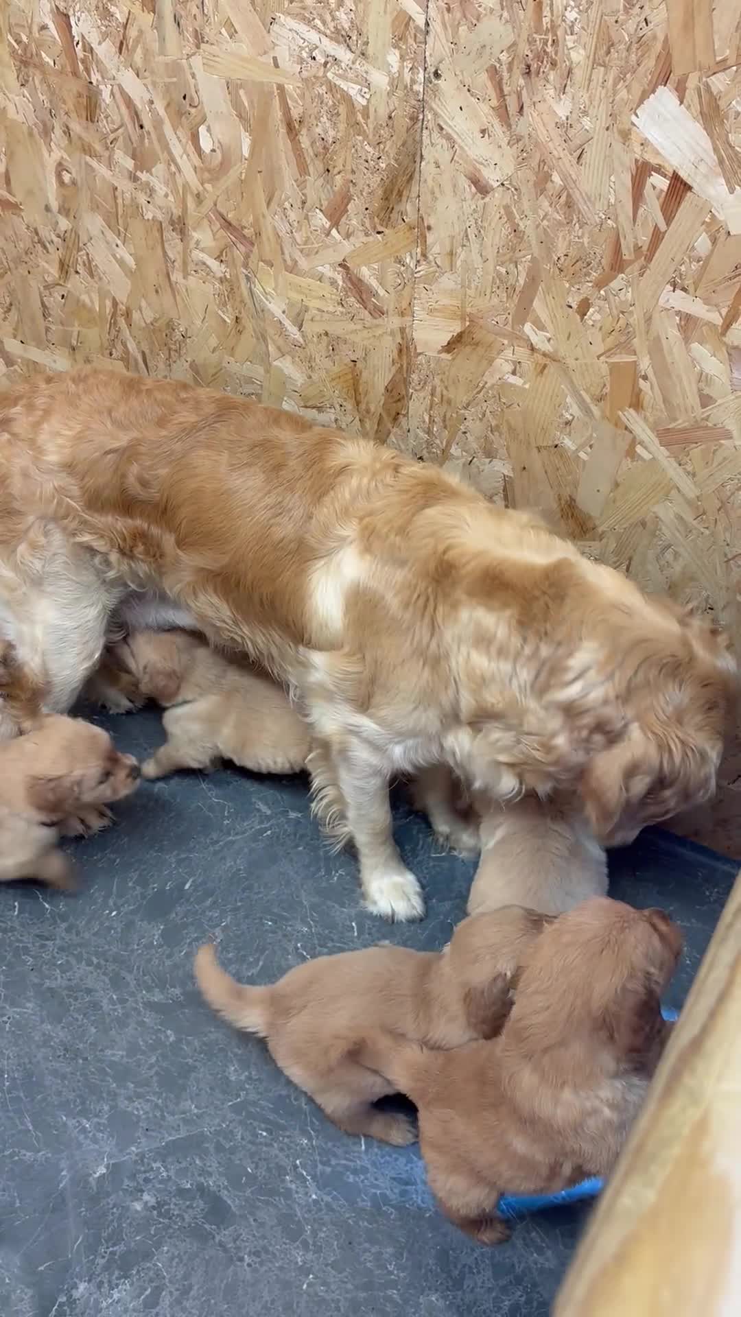 Golden Retriever dogs for sale: Stunning KC Golden Retriever Pups READY NOW - Video 1