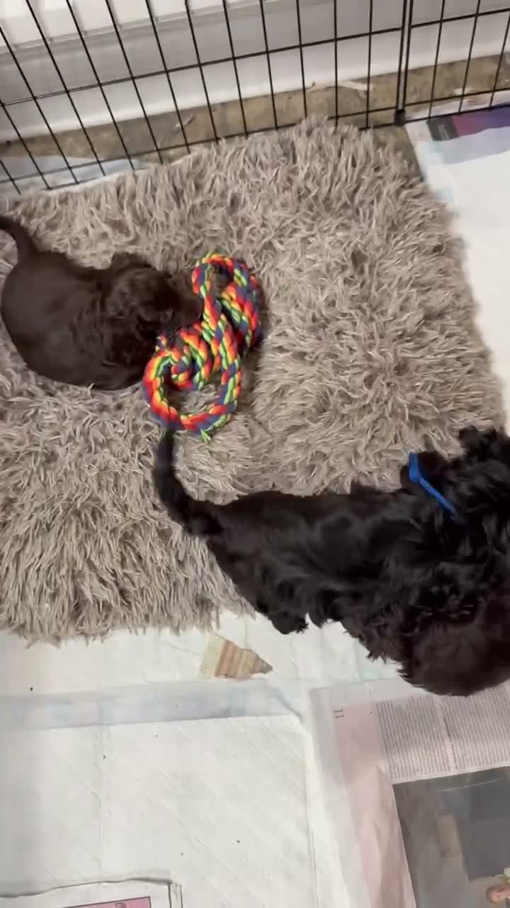 Cockapoo dogs for sale: 3 cockapoo puppies - Video 1
