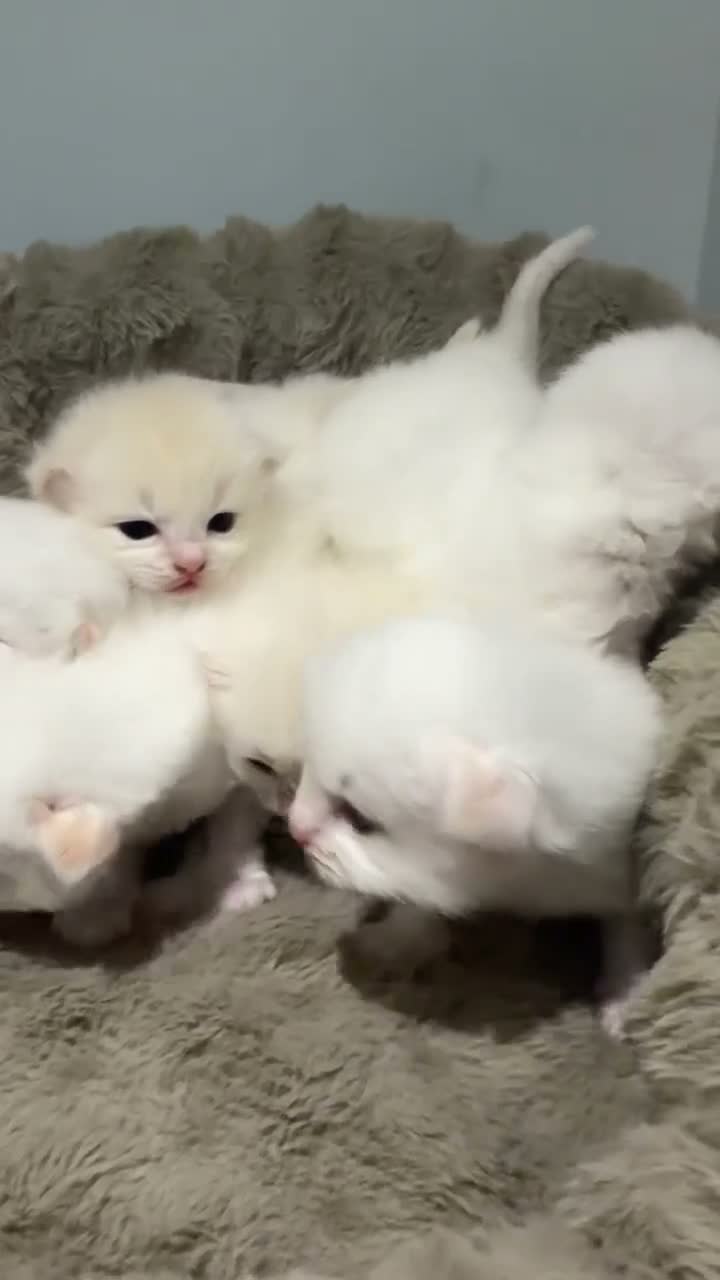 Ragdoll cats for sale: Rare Flame Lynx Ragdoll Kittens excellent Quality  - Video 1