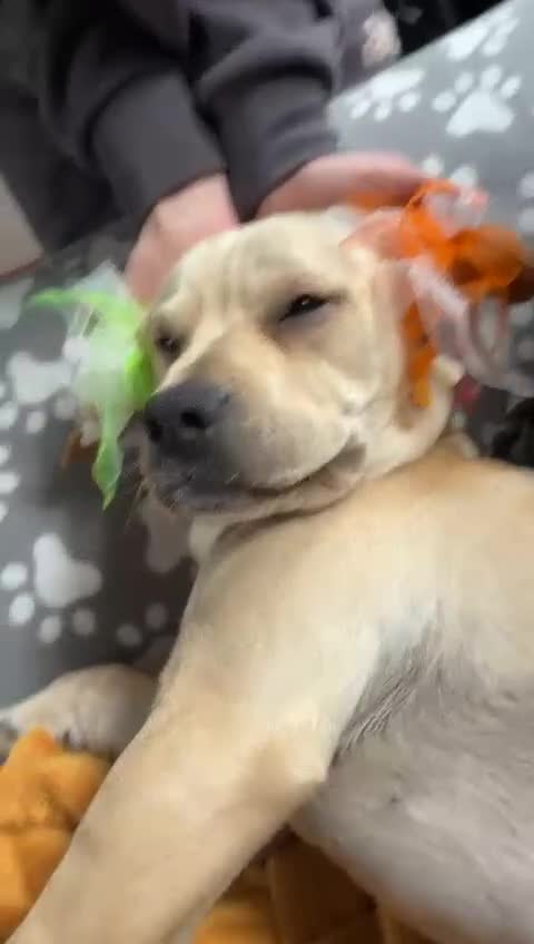Mixed Breed dogs for sale: Charlie - Video 1