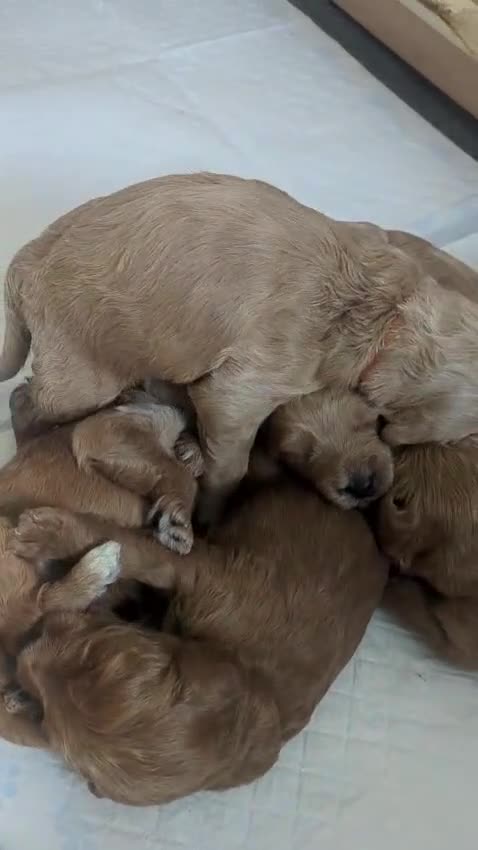 Goldendoodle dogs for sale: F1B Golden doodle Puppies  - Video 1