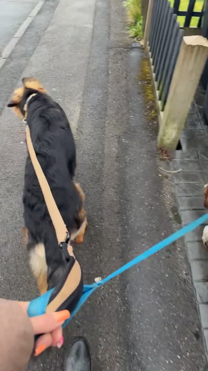 German Shepherd dogs for sale: Male german shepherd  in Nottingham - Video 1