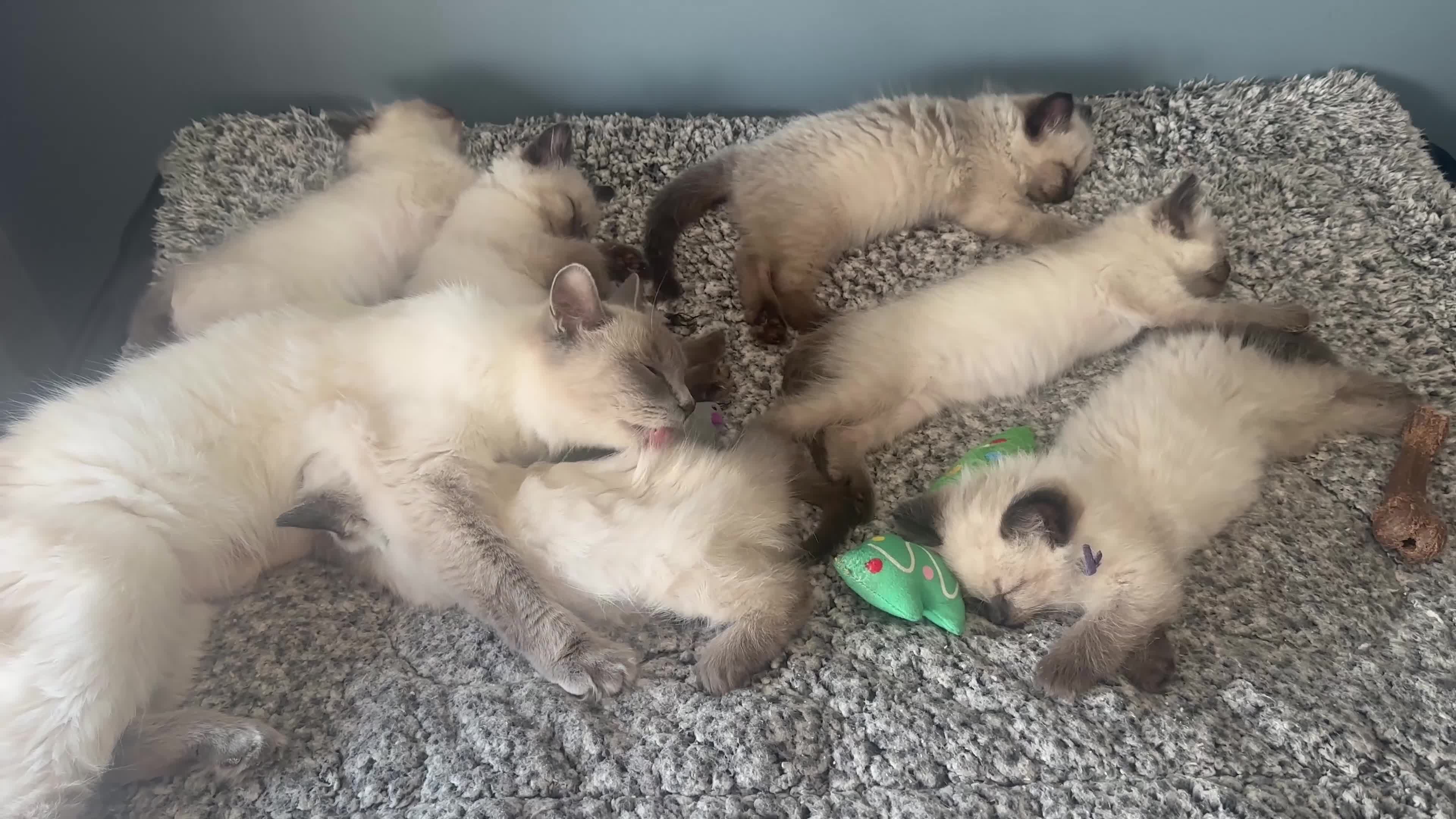 Ragdoll cats for sale: Ragdoll Kittens, Ready Now - Video 2