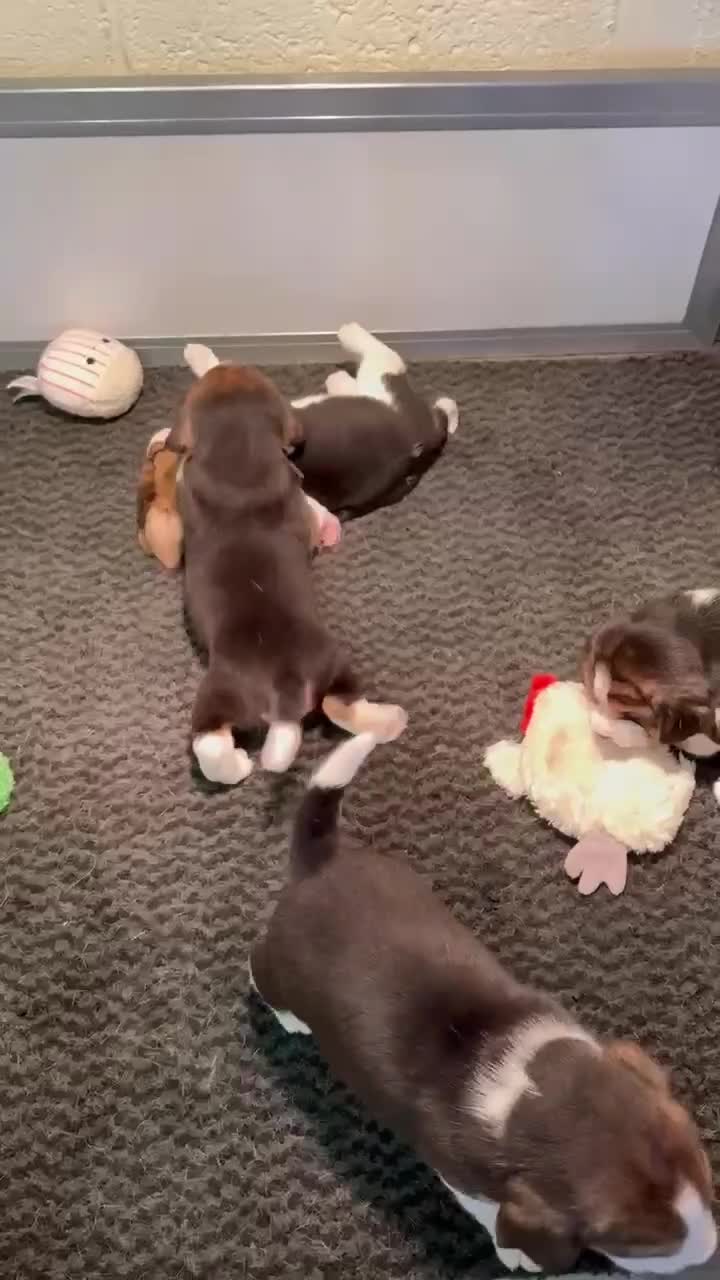 Beagle dogs for sale: Dialynne have puppies available  - Video 1