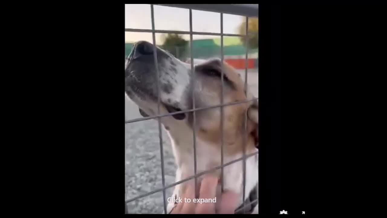 Pointer dogs for adoption: Jeffrey - gentle giant seeks forever cuddles! - Video 1