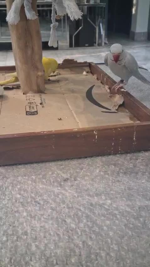 Ringnecks birds for sale: Fully Tame Lacewing & Lutino Ringneck Males. - Video 1