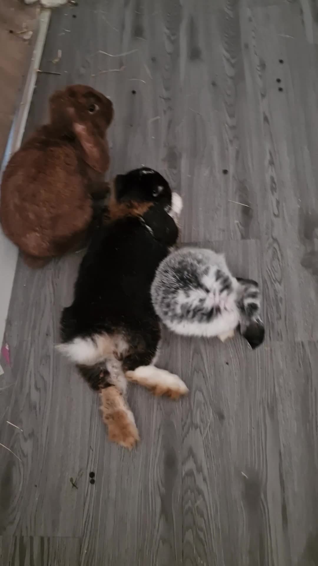 Mini Lop rabbits for sale: 3 Beautiful purebred minilops 2 girls 1 boy - Video 2