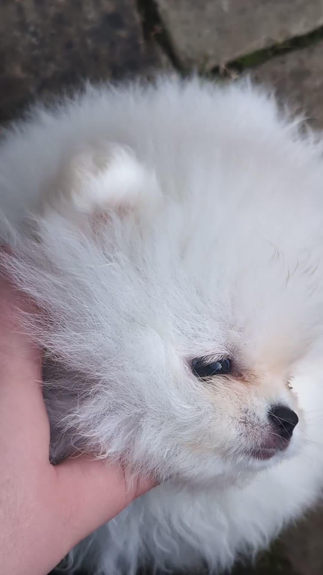 Pomeranian dogs for sale: ☁️RARE SOLID WHITE POMERANIANS ☁️ - Video 1
