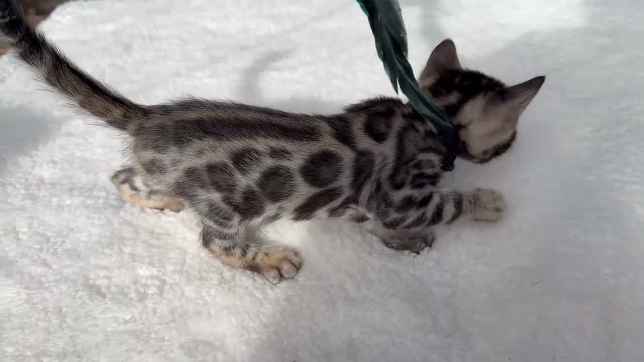 Bengal cats for sale: 3 BENGAL KITTENS - HEALTH/GENETIC TESTED  - Video 1
