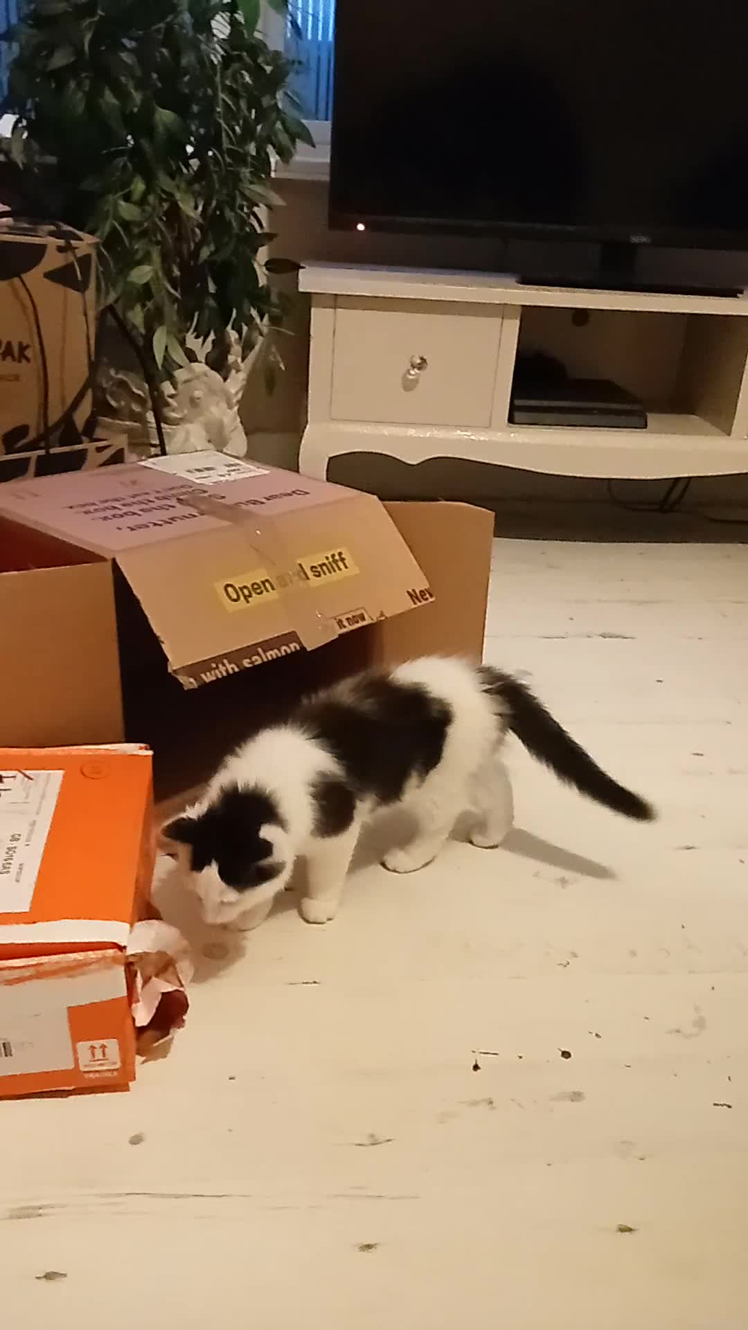 Mixed Breed cats for sale: Cute piebald kittens  - Video 1