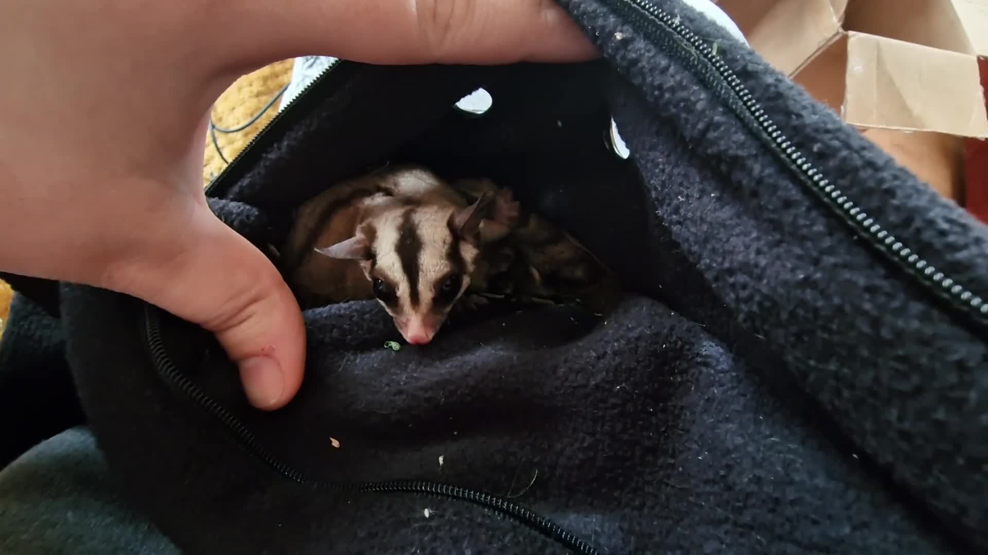Sugar Glider rodents for sale: 3 beautiful sugar gliders looking for new home - Video 2