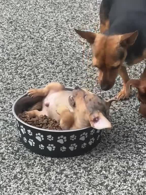 Jack Russell dogs for sale:  REDUCED Rainbow jack russell READY TO LEAVE NOW!! - Video 1