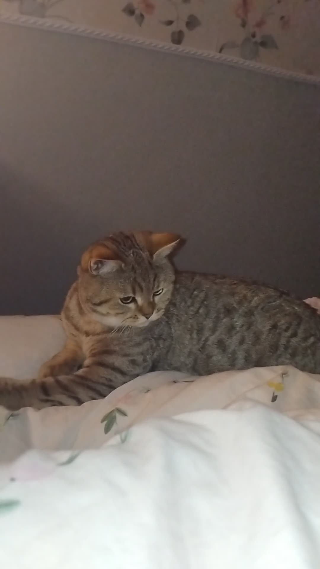British Shorthair cats for sale: Tiger- Golden spotted tabby  - Video 2