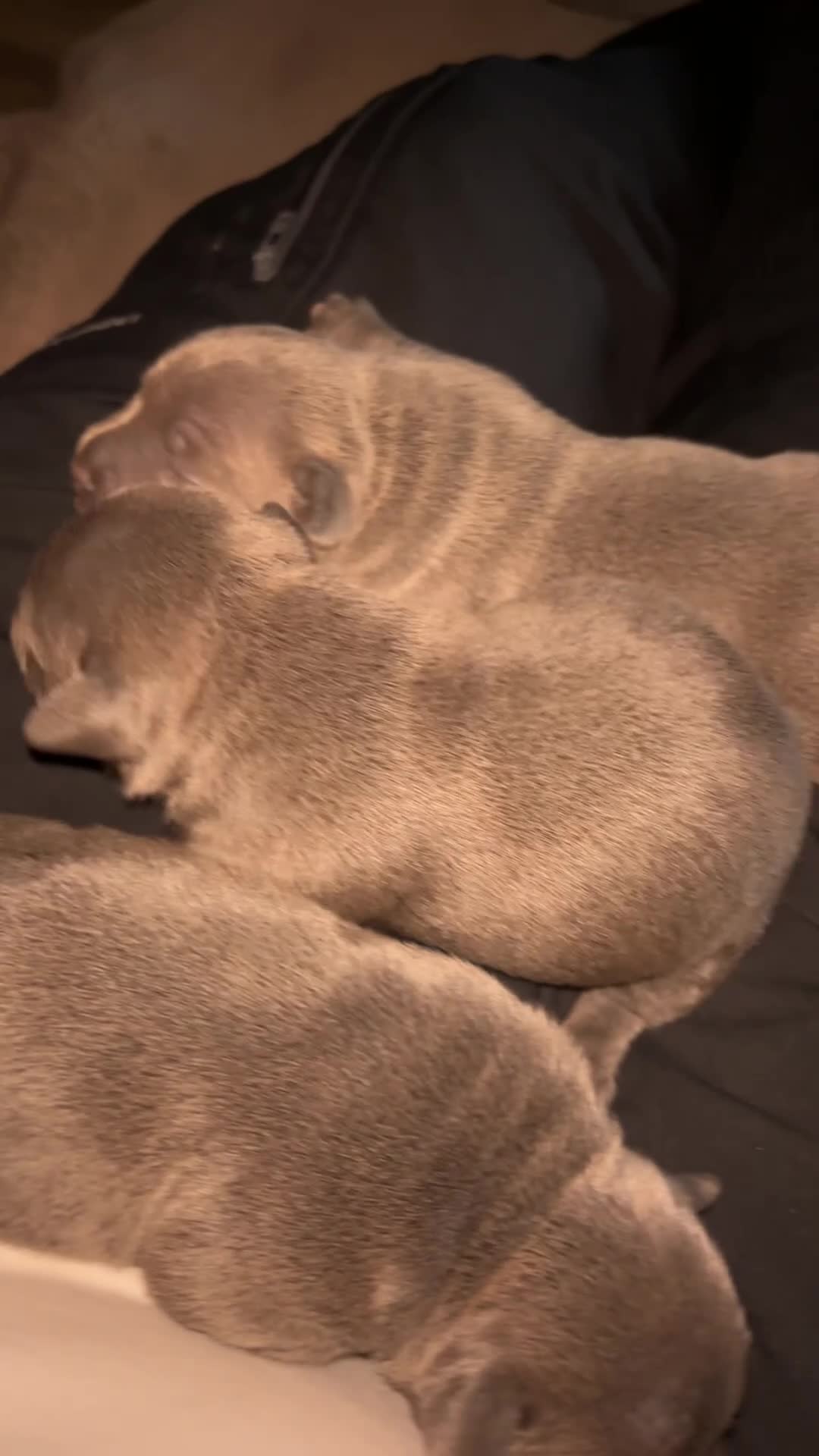 Staffordshire Bull Terrier dogs for sale: Blue Staffordshire bull terrier pups - Video 1