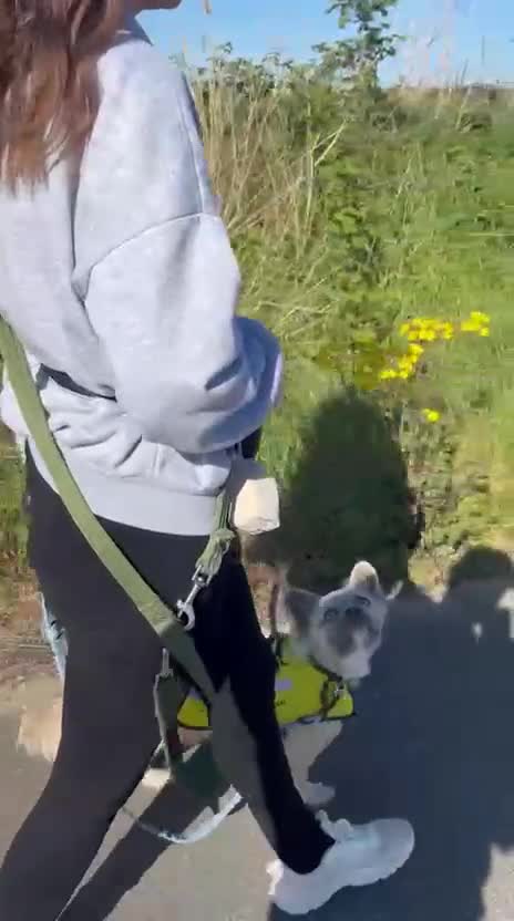 French Bulldog dogs for sale: Fluffy french bulldog - Video 1