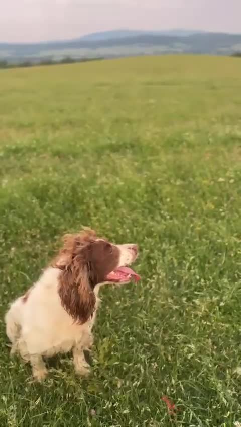 English Springer Spaniel dogs for sale: Springer spaniel puppies - Video 1